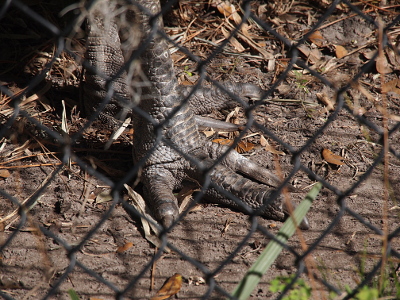 [A close view through a fence of the head of the thick three-toed feet of this bird. Each toe has pointed claws. The grey-brown skin of the toes and lower legs are scaley like reptile skin.]